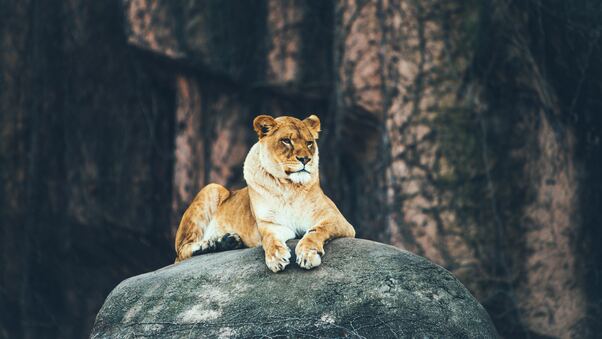 Lion Sitting On Rock 4k Wallpaper