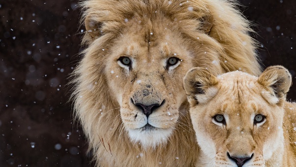 Lion With Cub Wallpaper