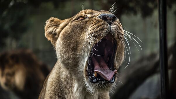Lion With Open Mouth 5k Wallpaper