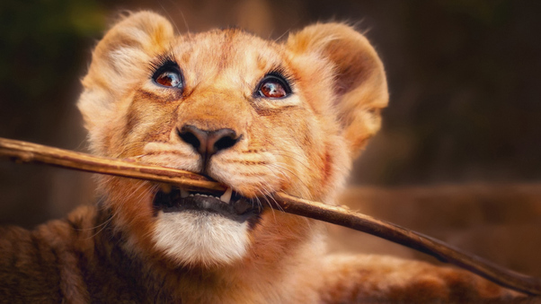 Lion With Stick In Mouth 4k Wallpaper