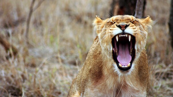 Lioness Predator Wallpaper