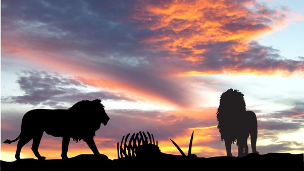 Lions Africa Silhouette Sunset Wallpaper