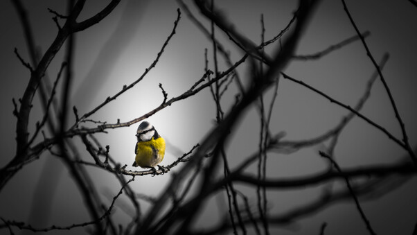 Little Yellow Bird 5k Wallpaper