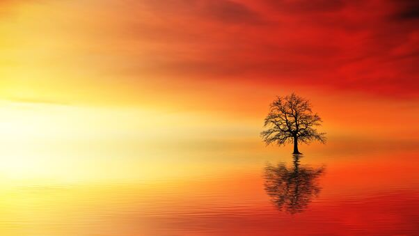 Lone Tree In Water At Dusk Wallpaper