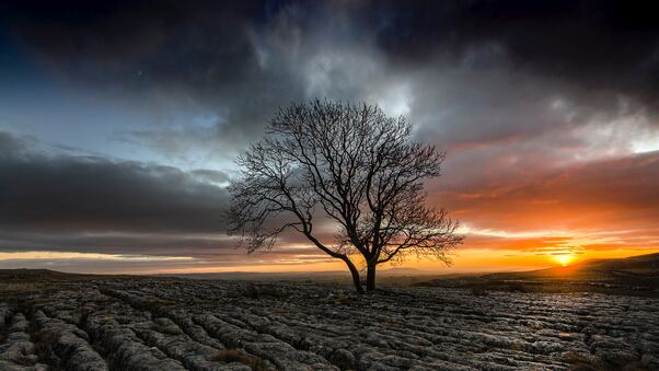 Lonely Tree In Drought Field Sunset Wallpaper