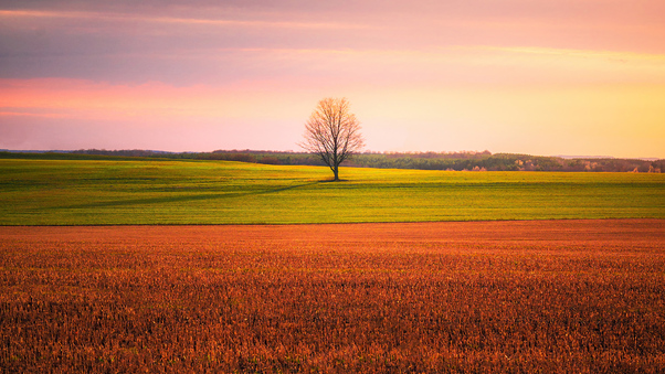Lonely Tree In The Middle Of A Crop Field 4k Wallpaper