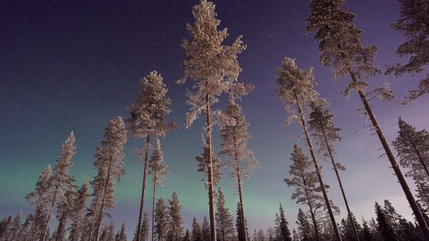 Long Pine Trees Winter Northern Lights Wallpaper