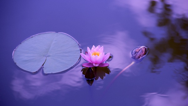 lotus-flower-5k-tg.jpg