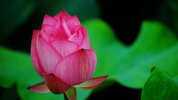 Lotus Flower Pink Wallpaper