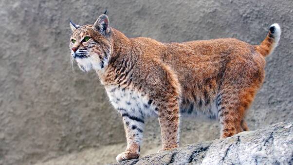 Lynx Big Cat Wallpaper