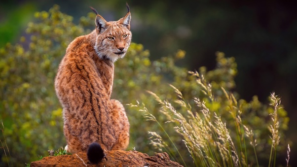 Lynx Predator Wallpaper