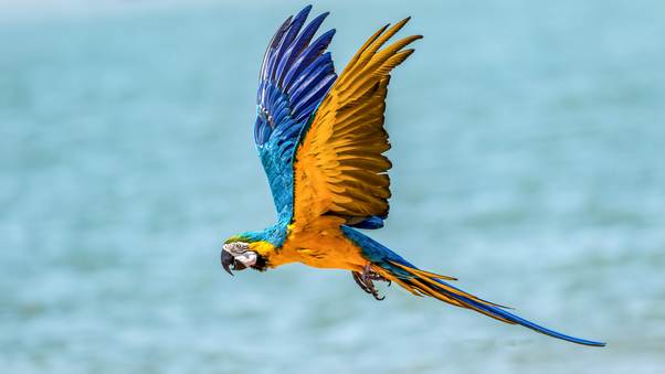 Macaw Bird 5k Wallpaper