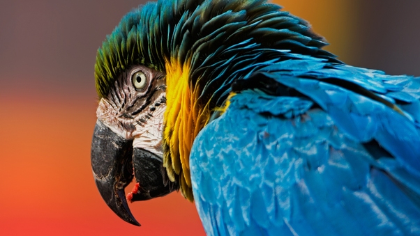 Macaw Bird Wallpaper
