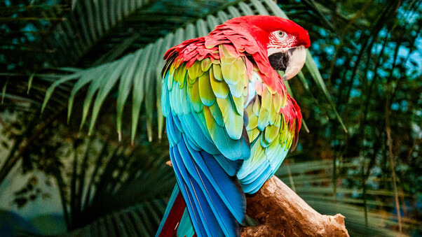 Macaw Colorful Bird 4k Wallpaper
