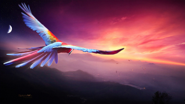Macaw Flight Digital Art 4k Wallpaper