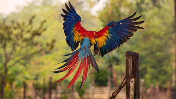 Macaw Flight Feathers Wallpaper