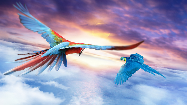 Macaw Jounrey 4k Wallpaper