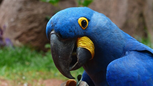 Macaw Parrot 2 Wallpaper