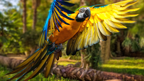 Macaw Parrot 5k Wallpaper