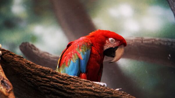 Macaw Parrot Closeup Wallpaper