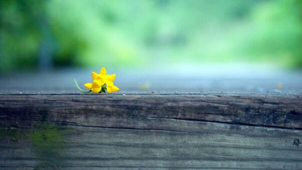 Macro Yellow Flower Blur Wallpaper