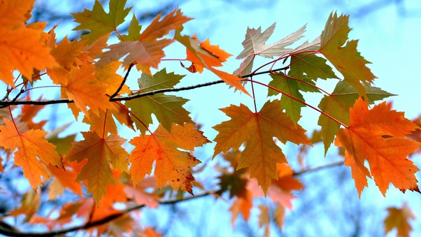 Maple Leaves Branches Wallpaper