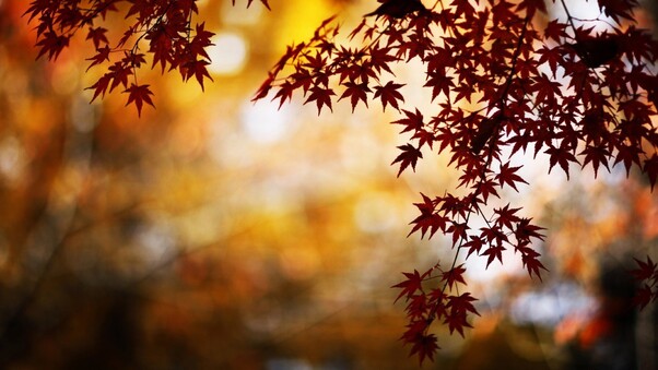 Maple Leaves Wallpaper