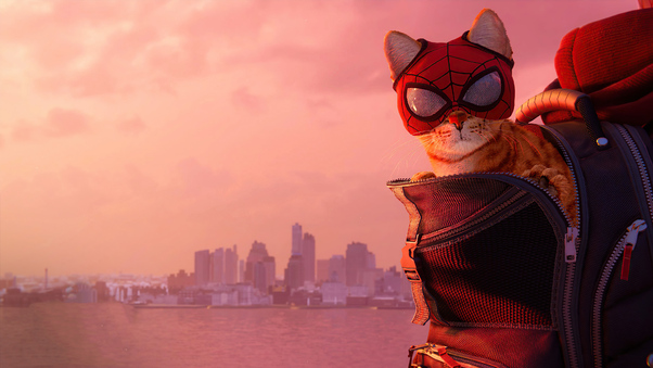 Marvels Spiderman Miles Morales 2021 Cat Wallpaper