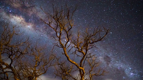 Milky Way Galaxy Tree Dark 4k Wallpaper