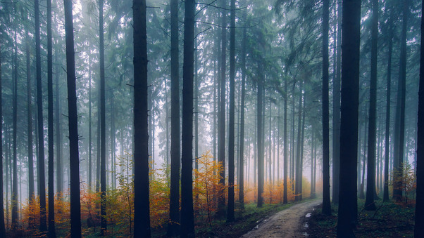 Mist Fog Trees Path Forest Wallpaper