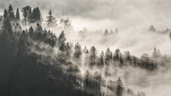 Mist Winter Trees In Mountains 5k Wallpaper