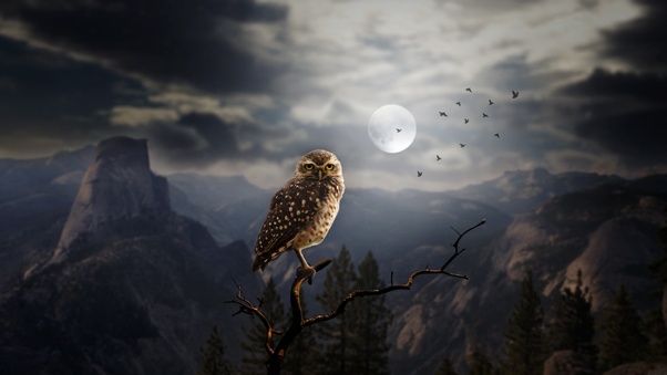 Moon Fantasy Owl Wallpaper
