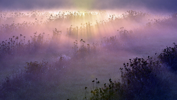 Morning Fog Meadow Fields Flowers Wallpaper