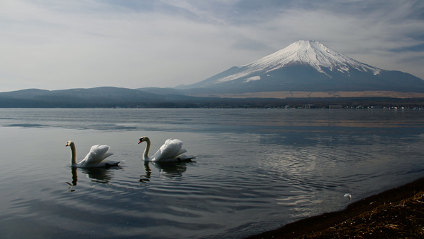 Mount Fuji Landscape View Ducks 5k Wallpaper