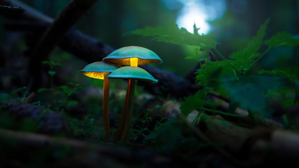 Mushroom Plants Glowing 4k Wallpaper