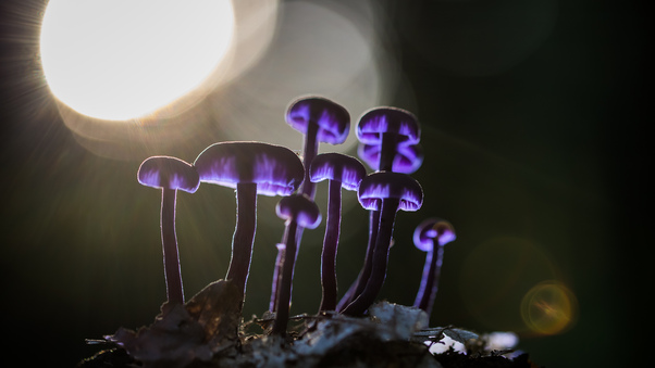 Mushrooms Purple Glowing 5k Wallpaper