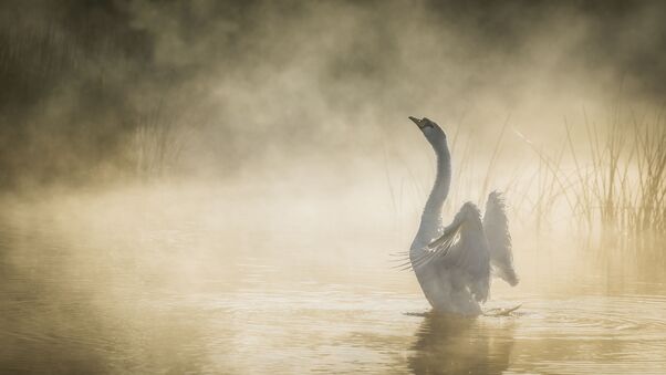 Mute Swan In Pond Wallpaper