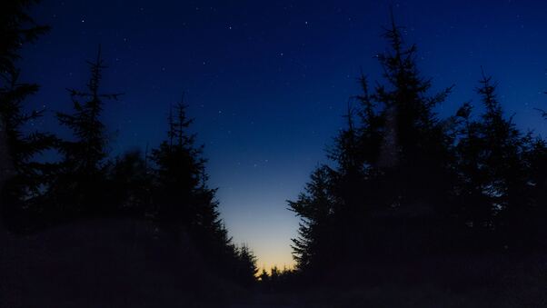 Nice View Between Forest Trees At Evening Sky Wallpaper