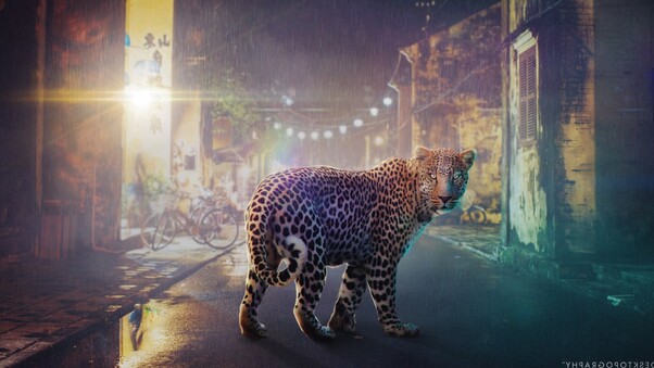 Night Leopard Wallpaper