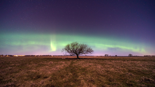 Northern Light Bow Trees 5k Wallpaper