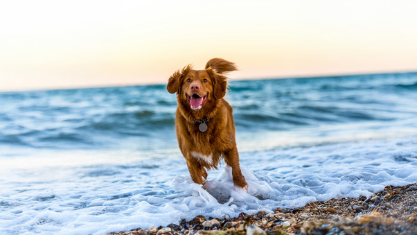 Nova Scotia Duck Tolling Retriever (3000x2000) Resolution Wallpaper