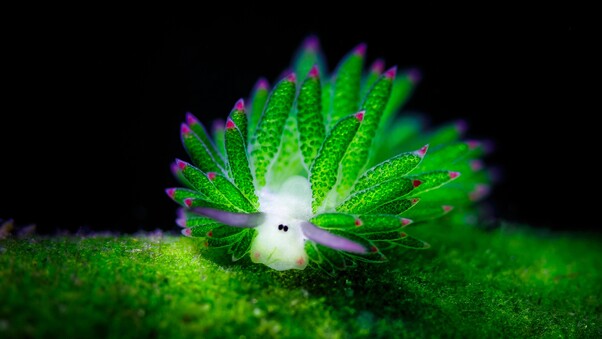Nudibranchia Plant Underwater Wallpaper