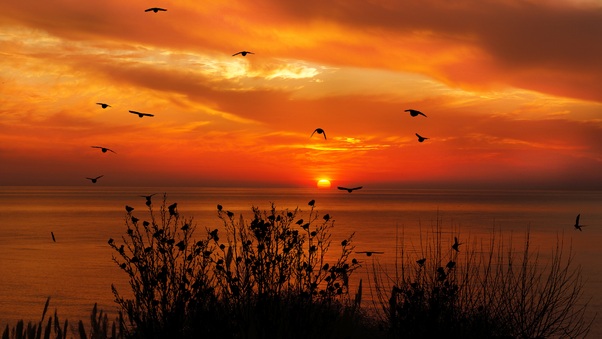 Ocean Sky Birds Flying Towards Sunset 4k Wallpaper