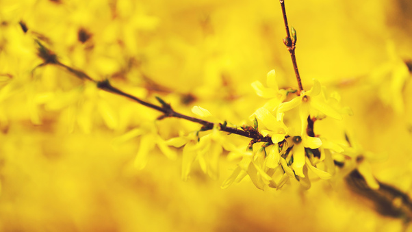One More Spring (3000x2000) Resolution Wallpaper