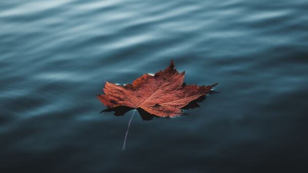 Orange Autumn Leaf Floating On Water Wallpaper