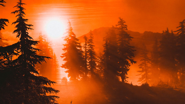 Orange Sunrise Between Trees 4k Wallpaper