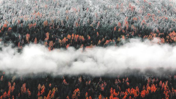 Orange Tress Autumn Forest Landscape Mist Scenic Nature Wallpaper