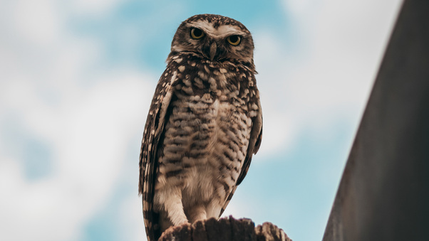 Owl Bird 4k Wallpaper