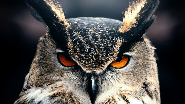 Owl Closeup 4k Wallpaper