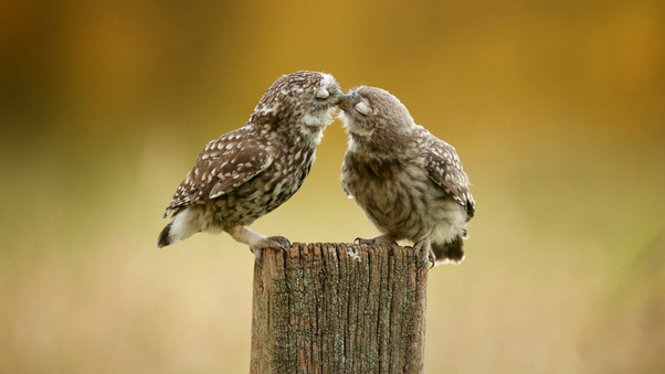 Owl Couple Wallpaper